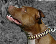 Pitbull Terrier Gorgeous Wide Leather Dog Collar With Plates Pitbull Terrier Gorgeous Wide Leather Dog Collar With Plates