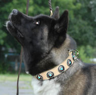 Akita Leather Dog Collar with Silver Plated Circles Blue Stones Akita Leather Dog Collar with Silver Plated Circles Blue Stones