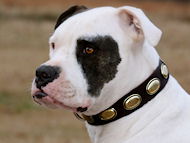 American Bulldog collar-Retr Rulz Vintag Dog Leather Collar-C103