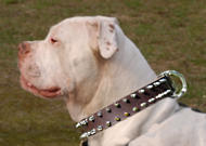 spiked dog collar for American Bulldog-collar for large breeds