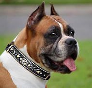 Boxer Royal Nappa Padded Hand Made Leather dog collar