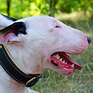Gorgeous Nappa Padded Leather Bull Terrier Collar Gorgeous Nappa Padded Leather Bull Terrier Collar