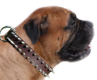 Leather Spiked Dog Collar for Mastiffs