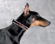 Doberman Pinscher Leather Spiked Dog Collar- Dobie collar