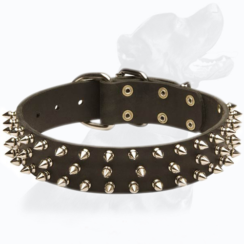 Everyday Walking In Style Dog Collar Everyday Walking In Style Dog Collar