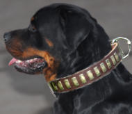 Rottie Gorgeous Wide Leather Dog Collar With Plates Rottie Gorgeous Wide Leather Dog Collar With Plates