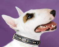 Bull Terrier Royal Nappa Padded Hand Made Leather dog collar