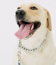 Labrador dog collar- dog collar for Wallking/Tracking/Training