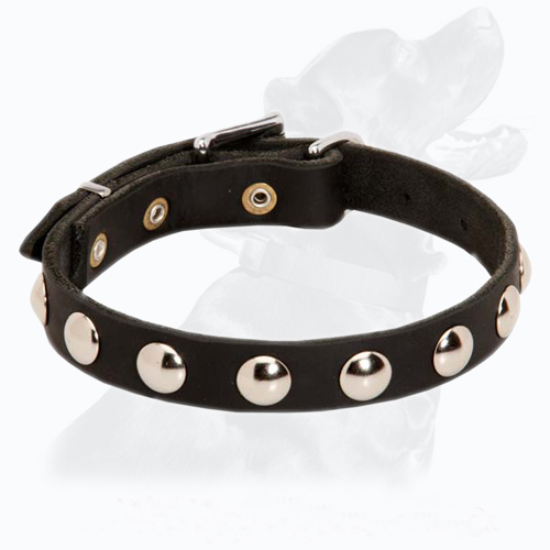 Leather Collar With Silvery Studs. Fits small, medium and large dogs. Leather Collar With Silvery Studs. Fits small, medium and large dogs.