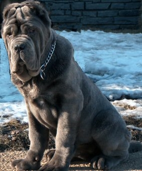 Big Chain slip Collar- Choke dog collar for Neapolitan Mastiff