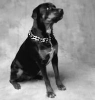 Rottweiler Dog pinch collar made in Germany Rottweiler Dog pinch collar made in Germany