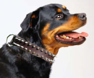 Rotty Spiked Leather Dog Collar- Rottweiler collar