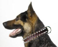 German Shepherd Spiked Leather Dog Collar- GSD collar