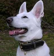 White Shepherd Collar -custom Padded HandMade Leather dog collar