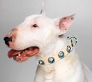 Bull Terrier Dog Collar with Silver Plated Circles Blue Stones