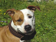 Handcrafted Leather Dog Collar - Amstaff collar
