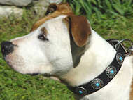 Black Leather Dog Collar with Silver Plated Circles Blue Stones