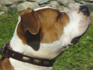 Leather Special Dog Collar With Plates- Amstaff breed