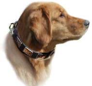 Golden Retriver Handcrafted Leather Dog Collar With Plates