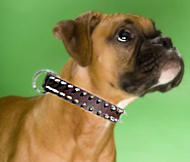 Leather Spiked Dog Collar for Boxer- best boxer dog collar