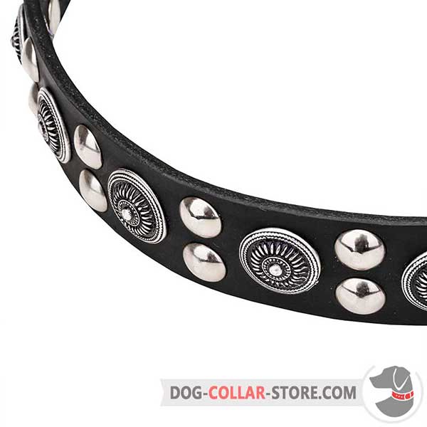 Chrome-plated Studs on Dog Collar