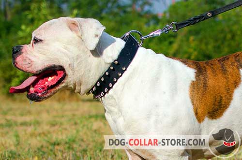 Leather American Bulldog Collar with Decorations