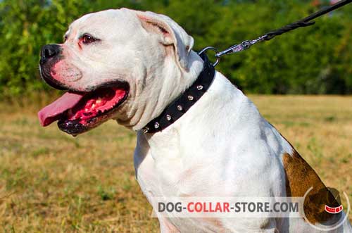 Stylish Leather American Bulldog Collar with Nickel Plated Spikes and D-Ring