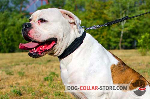 Leather American Bulldog Collar with Strong D-Ring for Lead Attachment