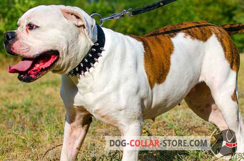 Spiked Leather American Bulldog Collar with D-Ring for Leash Attachment
