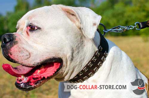 Training Leather American Bulldog Collar with Nickel Studs