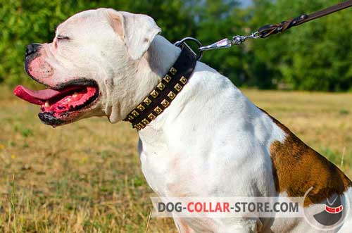 Training Leather American Bulldog Collar with Studs