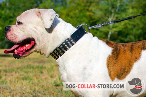 Walking Leather American Bulldog Collar with Metal Pyramids