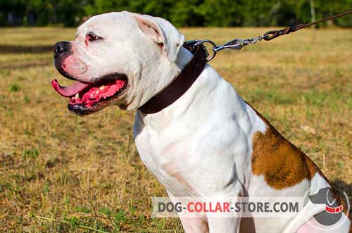 Wide Leather Dog Collar for American Bulldog Training