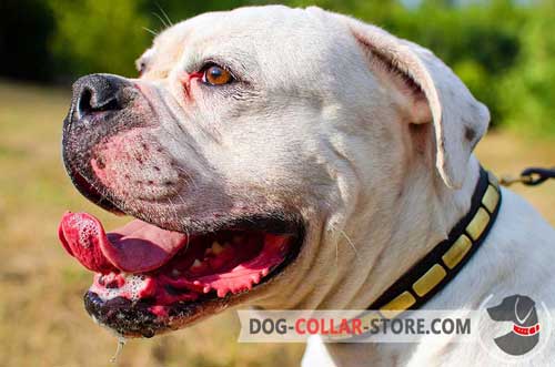 Stylish Leather American Bulldog Collar with Brass Plates
