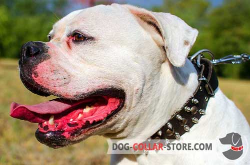 Leather Dog Collar for American Bulldog with Spikes and Studs