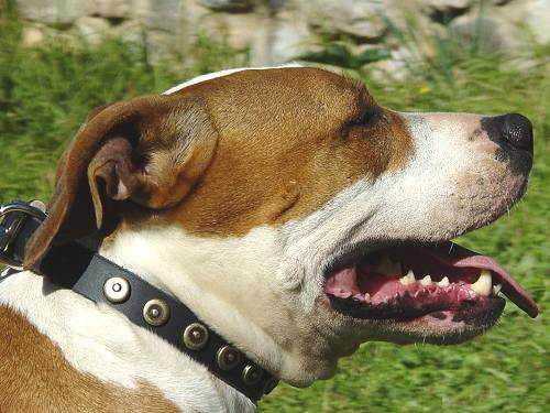 Amstaff Collar with Goldish Brass Dotted Circles