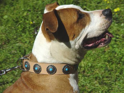 Leather Amstaff Collar with Nickel Plated Decorations