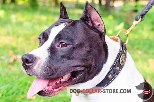 Gentle Leather Amstaff Collar With Decorations