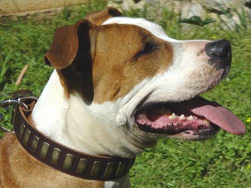 Leather Amstaff Collar with Brass Decorations