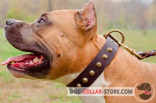 Studded Leather Amstaff Collar with Brass D-Ring for Leash Attachment