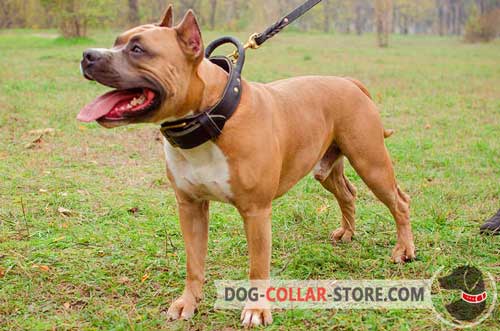 Training Leather Amstaff Collar with Round Handle for Maximum Control