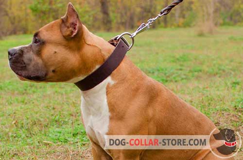 Classic Wide Leather Dog Collar for Amstaff Walking