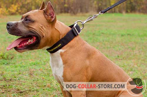 Nylon Amstaff Collar for Any Weather