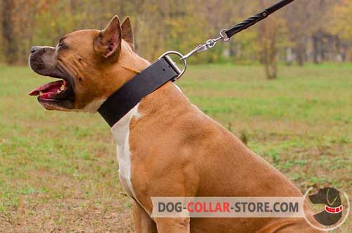 Extra Wide Leather Dog Collar for Amstaff Walking