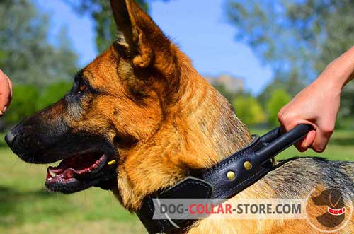 Leather Belgian Malinois Collar with Handle for Maximum Control