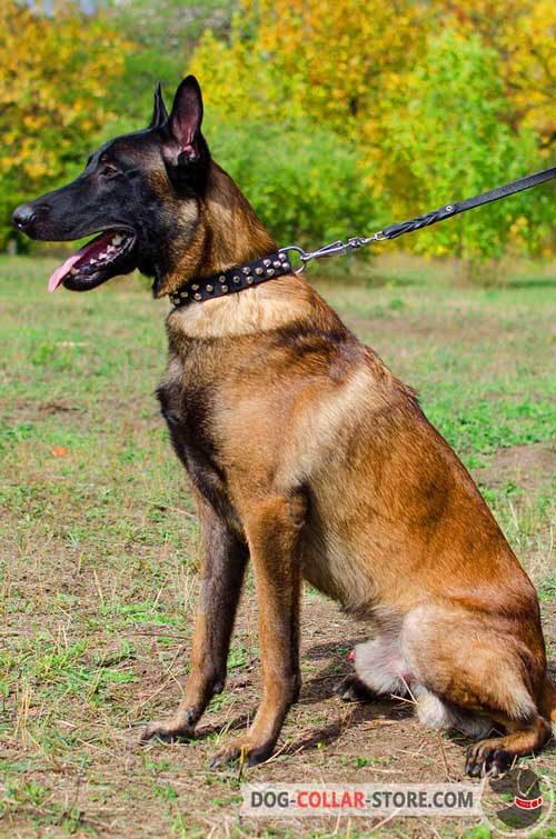 Belgian Malinois Collar Decorated with Studs