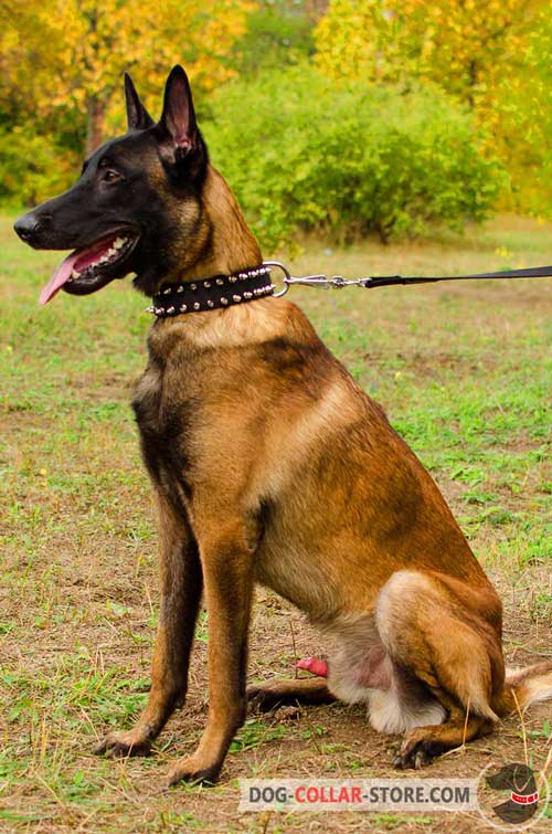 Belgian Malinois Collar with Decorations