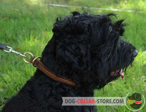 Gorgeous Braided Leather Black Russian Terrier Choke Collar