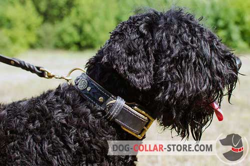 Walking Leather Black Russian Terrier Collar Nappa Padded 