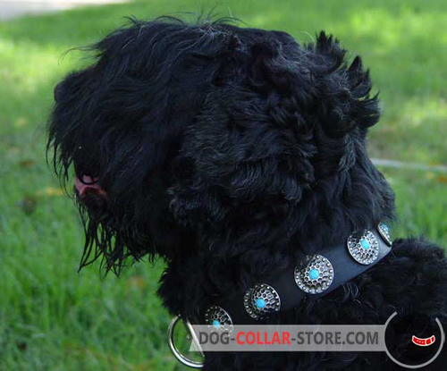Fancy Leather Dog Collar for Black Russian Terrier Decorated with Blue Stones